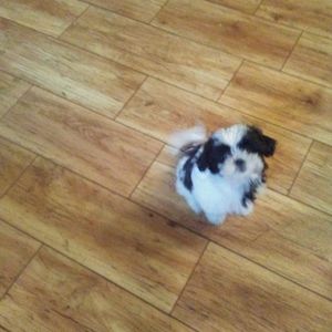 Meet your Posher, Rudy